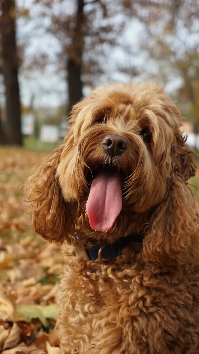 Hund in der Hundezone